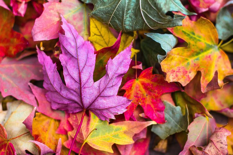 Foglie d’Acero Autunnali Multicolori Primo piano di foglie di acero autunnali con foglia centrale viola e porpora, circondate da rosso, arancione e verde