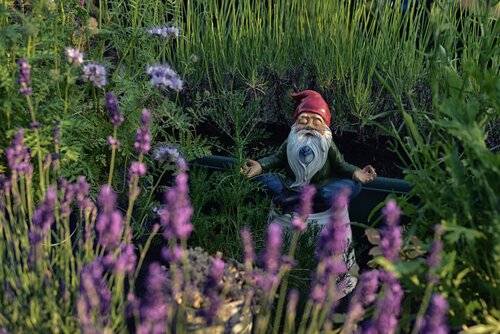 Gnomo da Giardino in Meditazione tra Fiori di Lavanda Gnomo da giardino in posa di meditazione tra fiori di lavanda viola e erba verde rigogliosa