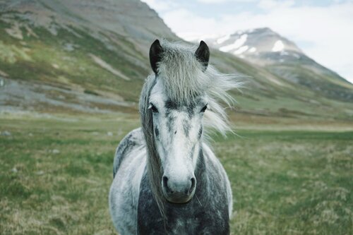 Cavallo grigio con criniera chiara e fluente in piedi su sfondo di montagne innevate