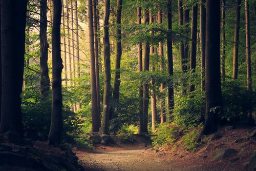 Sentiero che si snoda tra alberi alti in un bosco con luce dorata che filtra tra le fronde