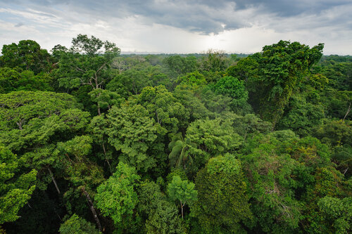 Foresta Tropicale Vista dall’Alto – Biodiversità Lussureggiante Vista aerea di una foresta tropicale con chioma verde fitta che si estende fino all'orizzonte
