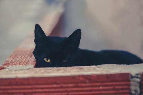 Gatto Nero su Tetto in Cotto – Ispirazione per Marjaryasana Gatto nero con occhi giallo-verdi su tegole rosse in terracotta al sole