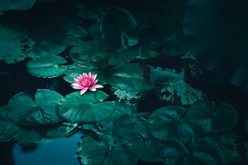 Fiore di loto rosa in piena fioritura su uno specchio d'acqua scuro circondato da foglie di ninfea